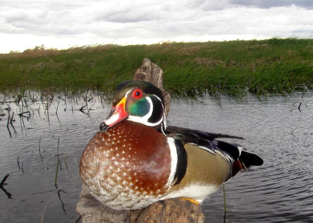 Wood duck trail pics 051210 Duck Hunting Forum